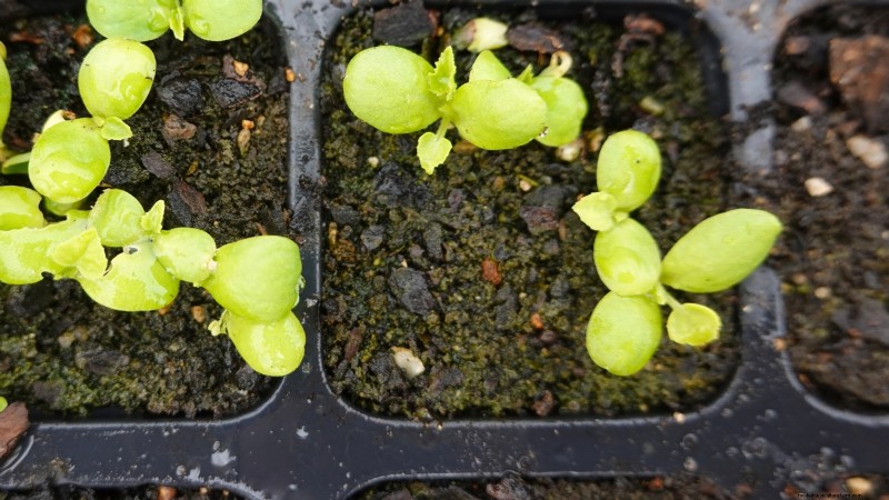 Problèmes courants liés aux semis de tomates et solutions d experts :11 solutions éprouvées 
