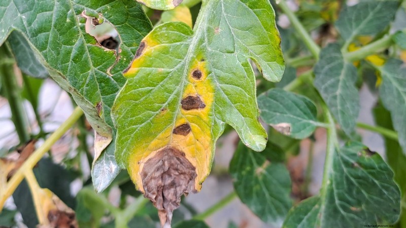 Problèmes courants liés aux semis de tomates et solutions d experts :11 solutions éprouvées 