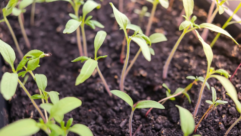 Problèmes courants liés aux semis de tomates et solutions d experts :11 solutions éprouvées 