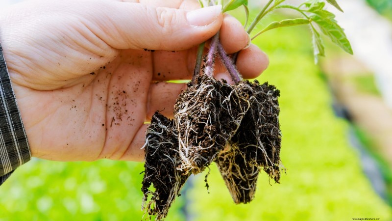Problèmes courants liés aux semis de tomates et solutions d experts :11 solutions éprouvées 