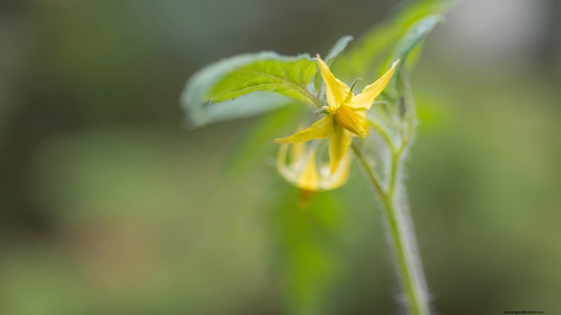 Problèmes courants liés aux semis de tomates et solutions d experts :11 solutions éprouvées 