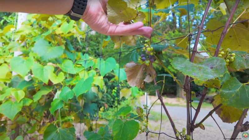Comment un jardinier new-yorkais cultive près de 100 % de sa nourriture – Techniques éprouvées 