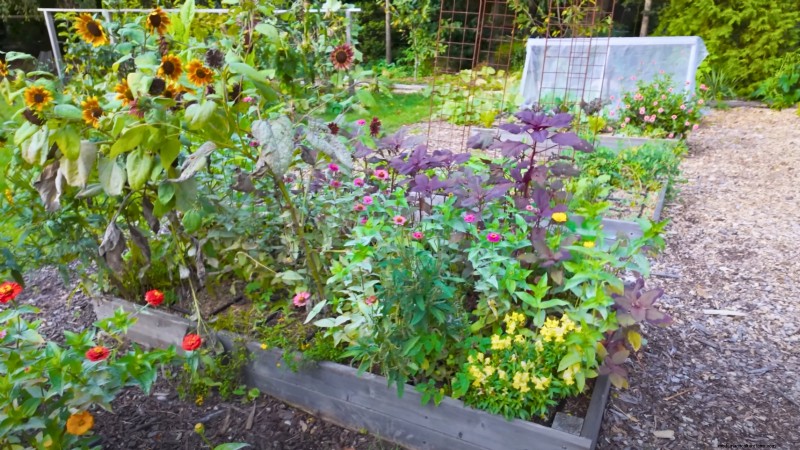 Comment un jardinier new-yorkais cultive près de 100 % de sa nourriture – Techniques éprouvées 