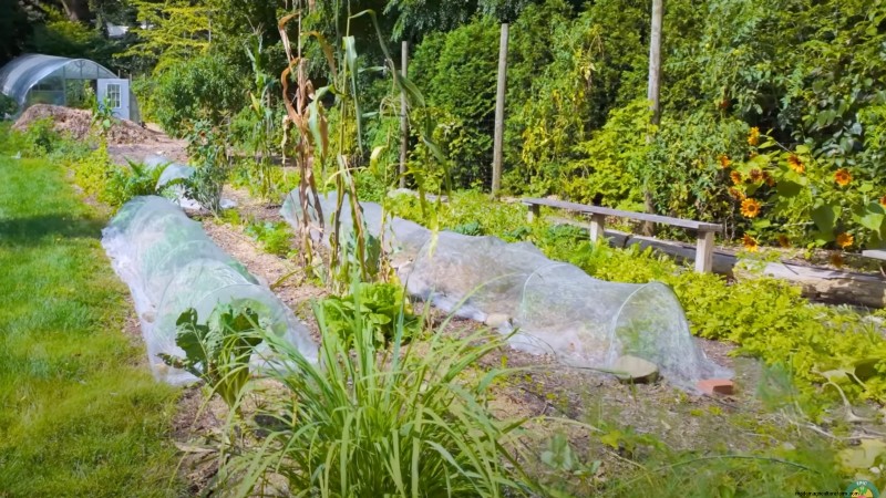 Comment un jardinier new-yorkais cultive près de 100 % de sa nourriture – Techniques éprouvées 