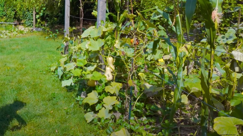 Comment un jardinier new-yorkais cultive près de 100 % de sa nourriture – Techniques éprouvées 