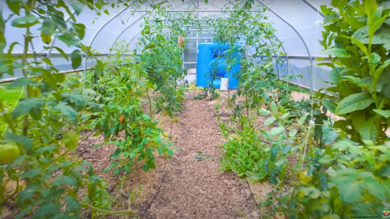 Comment un jardinier new-yorkais cultive près de 100 % de sa nourriture – Techniques éprouvées 