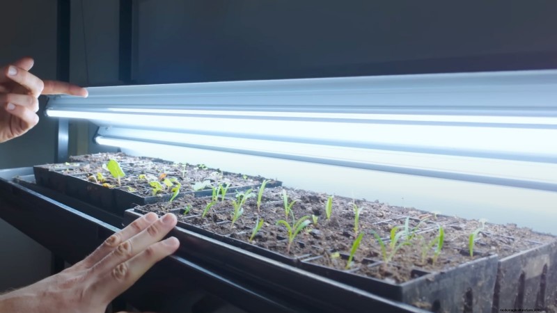 Comment un jardinier new-yorkais cultive près de 100 % de sa nourriture – Techniques éprouvées 