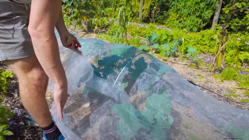 Comment un jardinier new-yorkais cultive près de 100 % de sa nourriture – Techniques éprouvées 
