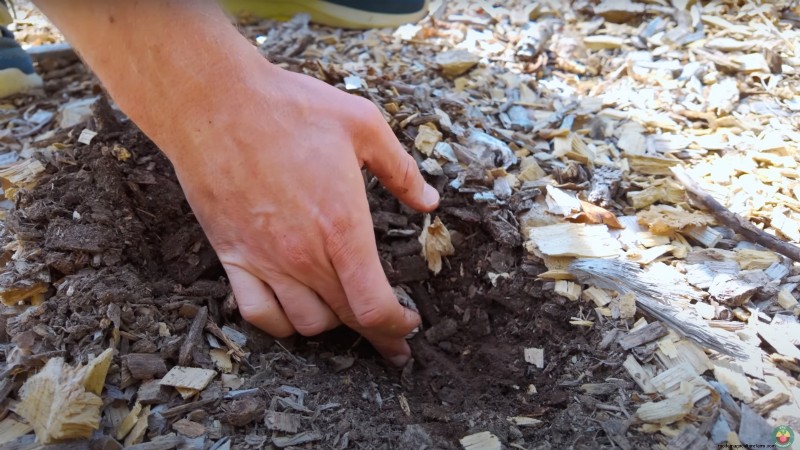 Comment un jardinier new-yorkais cultive près de 100 % de sa nourriture – Techniques éprouvées 