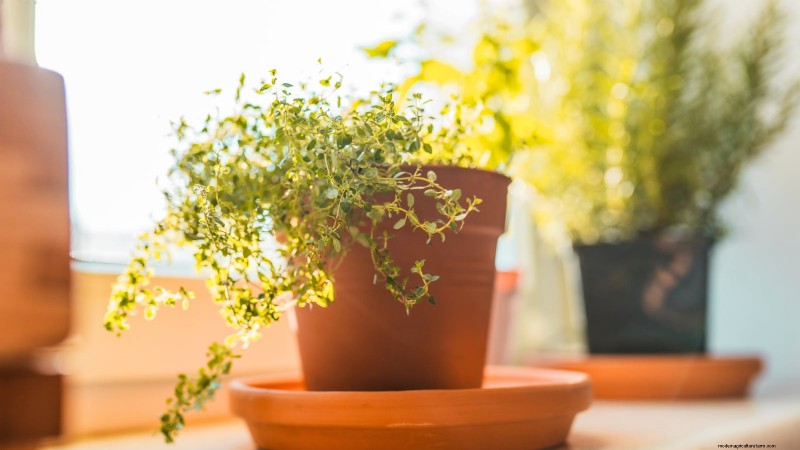 Comment faire pousser du thym à l intérieur :9 conseils d experts 