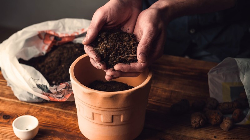 Comment faire pousser du thym à l intérieur :9 conseils d experts 