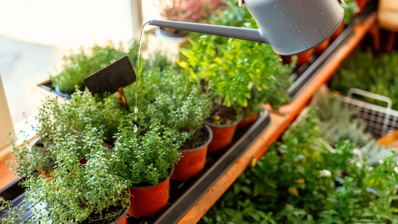 Comment faire pousser du thym à l intérieur :9 conseils d experts 