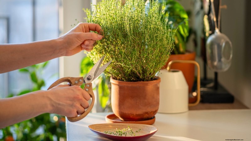 Comment faire pousser du thym à l intérieur :9 conseils d experts 