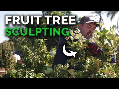 Protéger les arbres fruitiers à floraison précoce du gel de fin de saison 