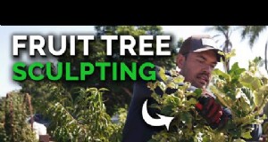 Skydda tidigblommande fruktträd från sensäsongens frost 