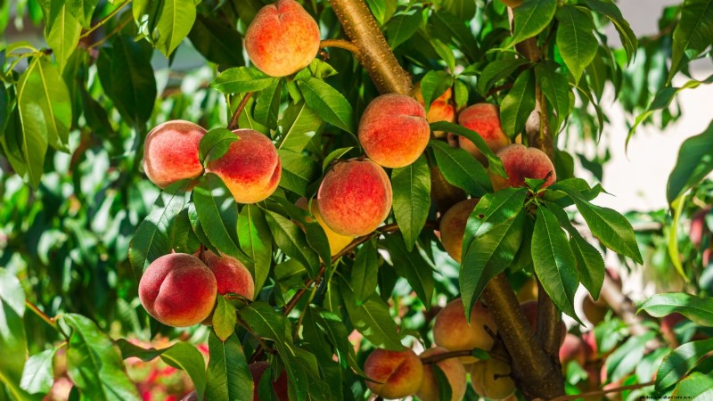 Protéger les arbres fruitiers à floraison précoce du gel de fin de saison 