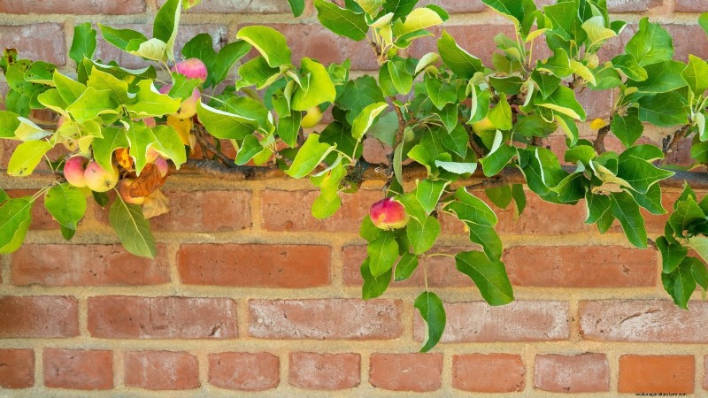 Protéger les arbres fruitiers à floraison précoce du gel de fin de saison 