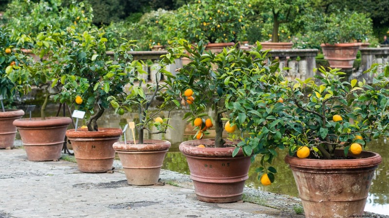 Protéger les arbres fruitiers à floraison précoce du gel de fin de saison 