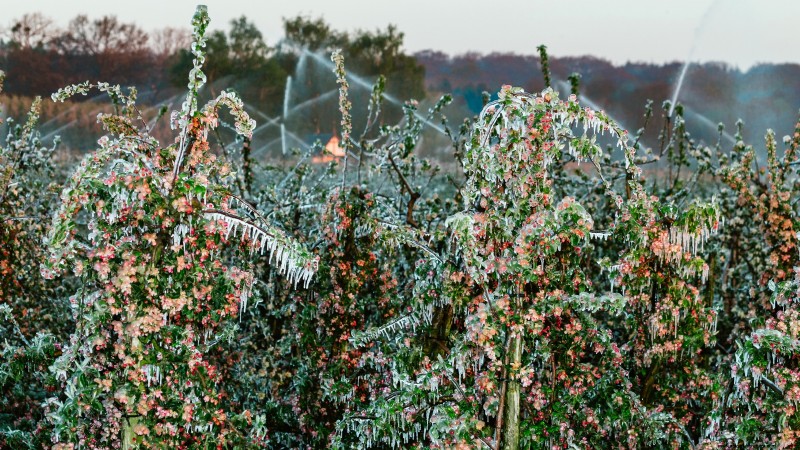 Protéger les arbres fruitiers à floraison précoce du gel de fin de saison 