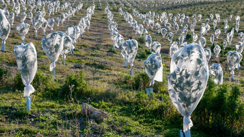 Protéger les arbres fruitiers à floraison précoce du gel de fin de saison 