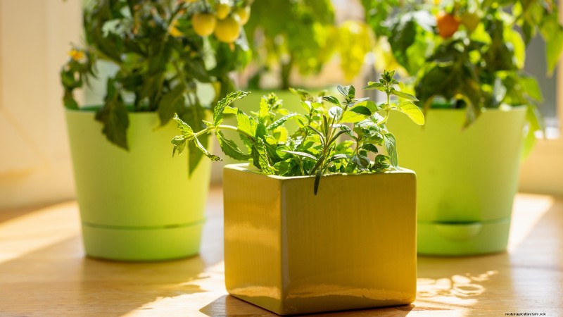 Binnenteelt van oregano:9 tips van experts voor een bloeiende kruidengroei 
