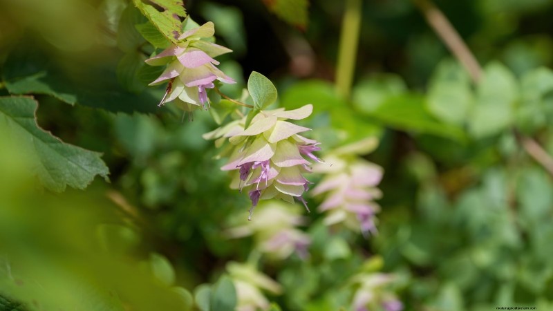 Binnenteelt van oregano:9 tips van experts voor een bloeiende kruidengroei 