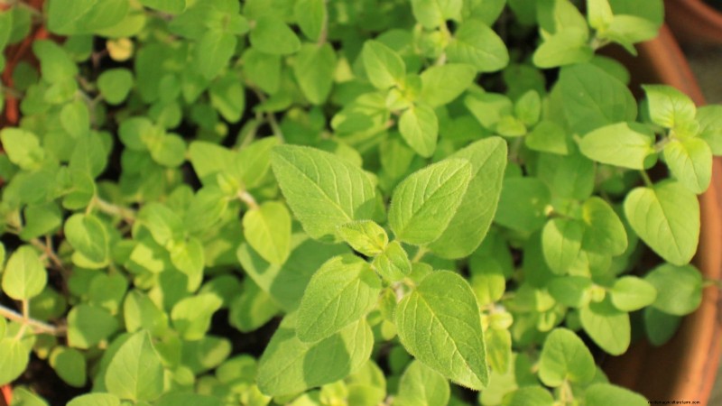 Binnenteelt van oregano:9 tips van experts voor een bloeiende kruidengroei 