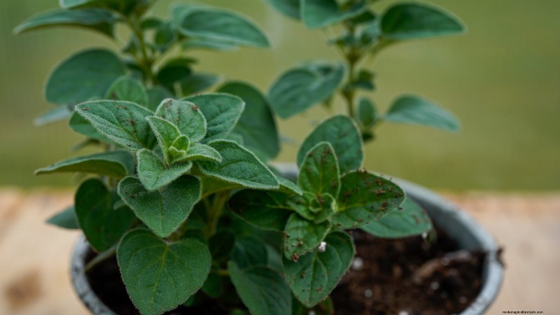 Binnenteelt van oregano:9 tips van experts voor een bloeiende kruidengroei 