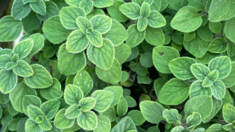 Binnenteelt van oregano:9 tips van experts voor een bloeiende kruidengroei 