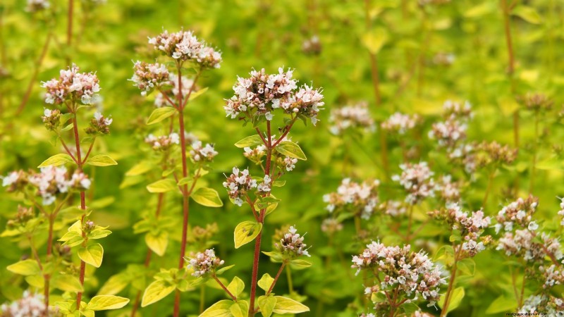 Binnenteelt van oregano:9 tips van experts voor een bloeiende kruidengroei 
