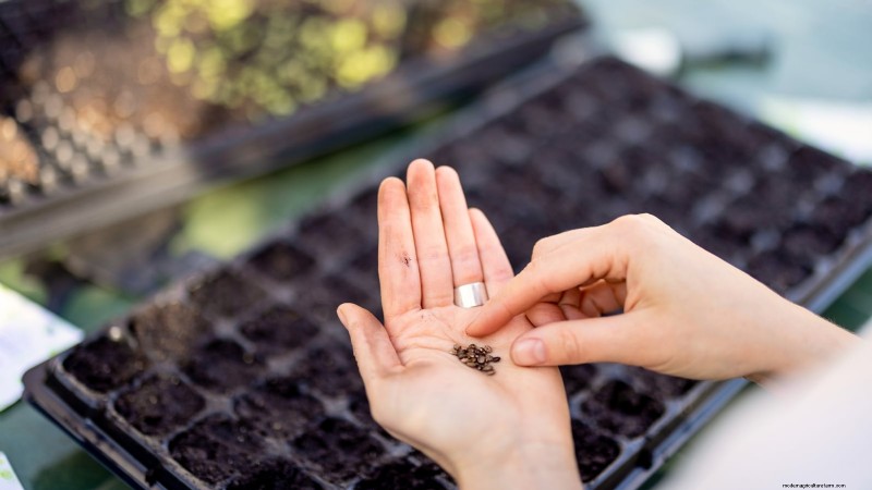 Binnenteelt van oregano:9 tips van experts voor een bloeiende kruidengroei 