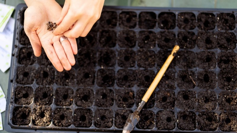 Binnenteelt van oregano:9 tips van experts voor een bloeiende kruidengroei 