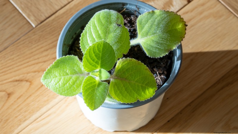 Binnenteelt van oregano:9 tips van experts voor een bloeiende kruidengroei 