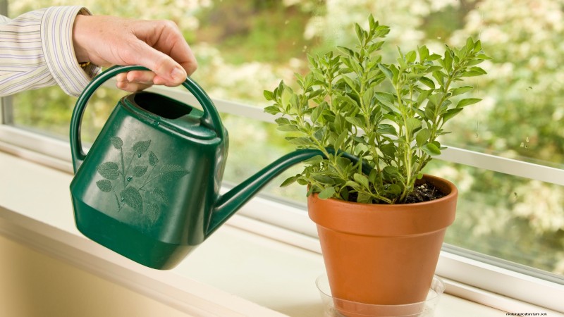 Binnenteelt van oregano:9 tips van experts voor een bloeiende kruidengroei 