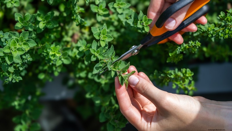 Binnenteelt van oregano:9 tips van experts voor een bloeiende kruidengroei 