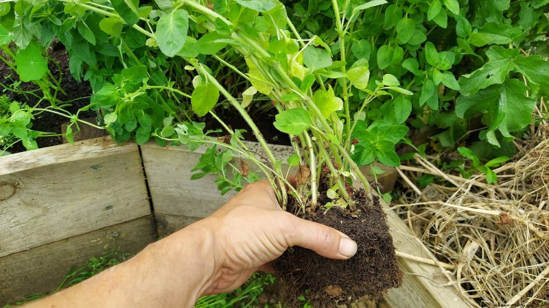 Binnenteelt van oregano:9 tips van experts voor een bloeiende kruidengroei 