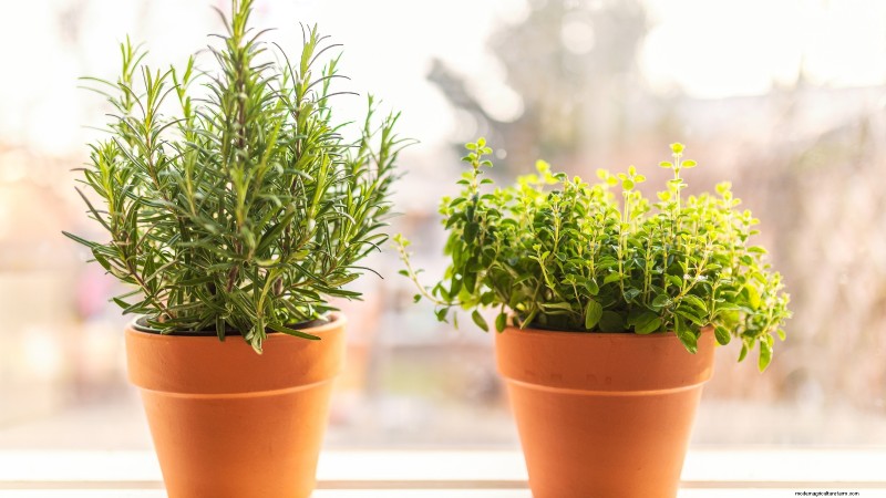 Binnenteelt van oregano:9 tips van experts voor een bloeiende kruidengroei 