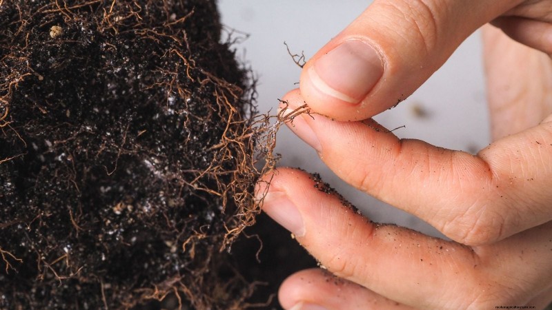 Binnenteelt van oregano:9 tips van experts voor een bloeiende kruidengroei 