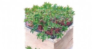 17 insalate fresche che puoi coltivare sul bancone della cucina 