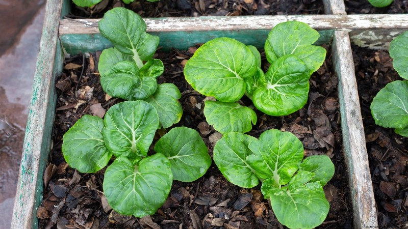 17 verse saladegroenten die u op uw aanrecht kunt laten groeien 