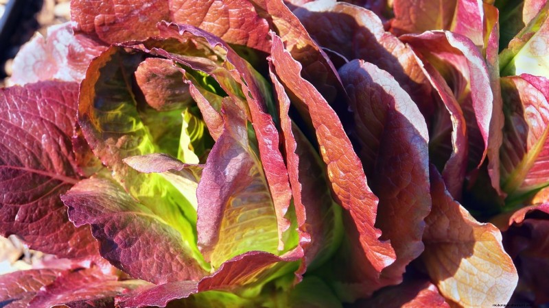 17 verse saladegroenten die u op uw aanrecht kunt laten groeien 