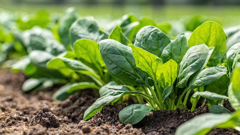 17 verse saladegroenten die u op uw aanrecht kunt laten groeien 