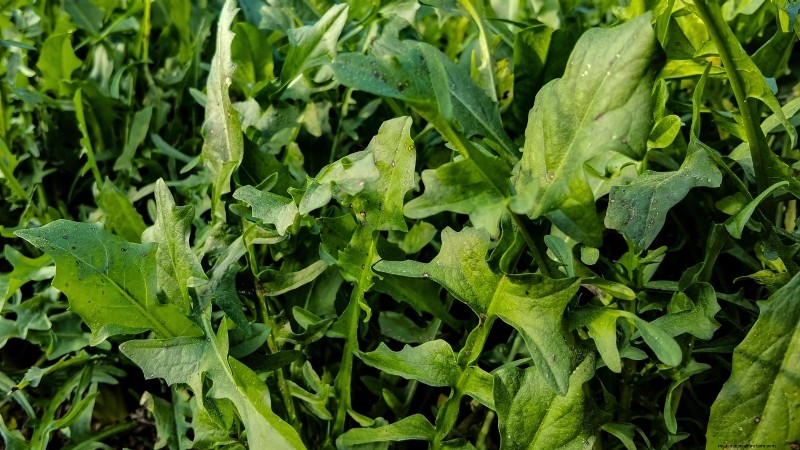 17 verse saladegroenten die u op uw aanrecht kunt laten groeien 