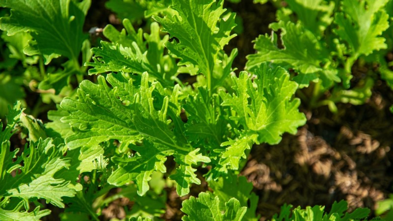 17 verse saladegroenten die u op uw aanrecht kunt laten groeien 