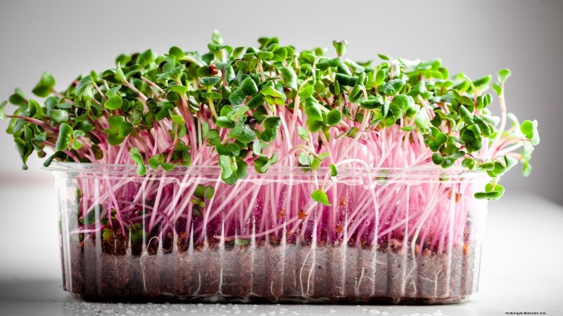 17 verse saladegroenten die u op uw aanrecht kunt laten groeien 