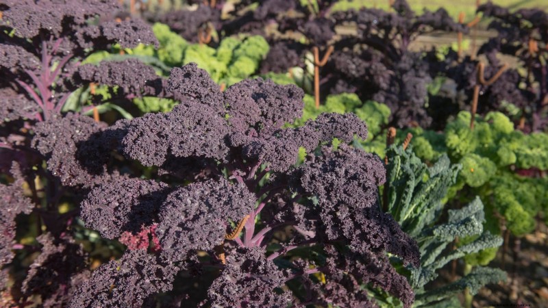 17 verse saladegroenten die u op uw aanrecht kunt laten groeien 