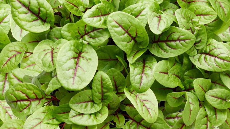 17 verse saladegroenten die u op uw aanrecht kunt laten groeien 