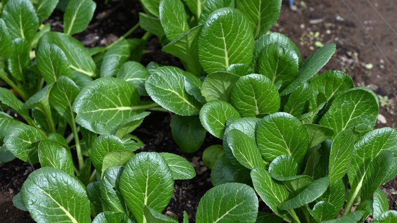 17 verse saladegroenten die u op uw aanrecht kunt laten groeien 
