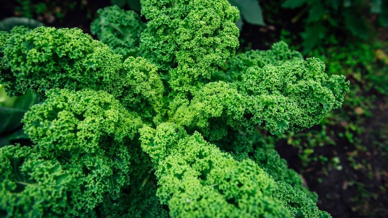 17 verse saladegroenten die u op uw aanrecht kunt laten groeien 