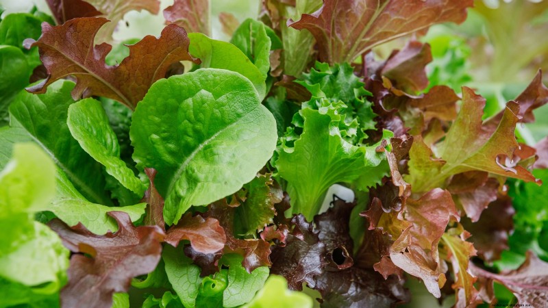 17 verse saladegroenten die u op uw aanrecht kunt laten groeien 